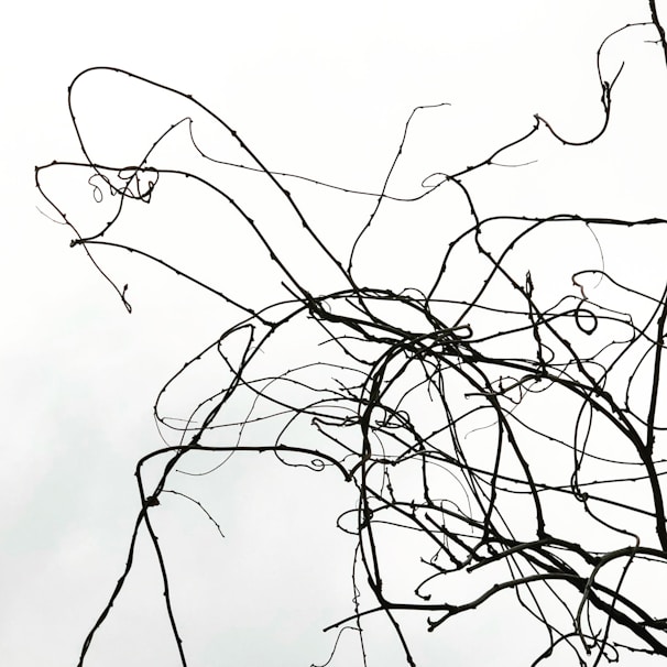 An ethereal line drawing of a chaotic garden with twisting vines and hidden creatures peeking through.