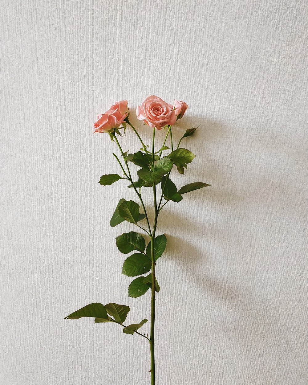 four pink rose flowers