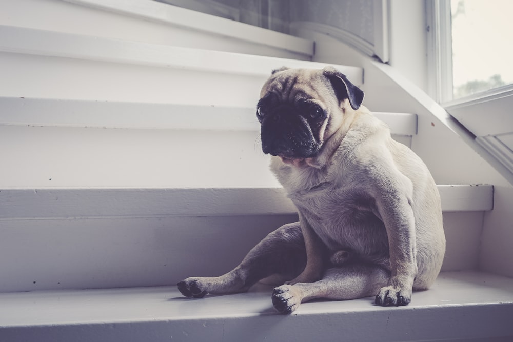 pug sitting on stairs