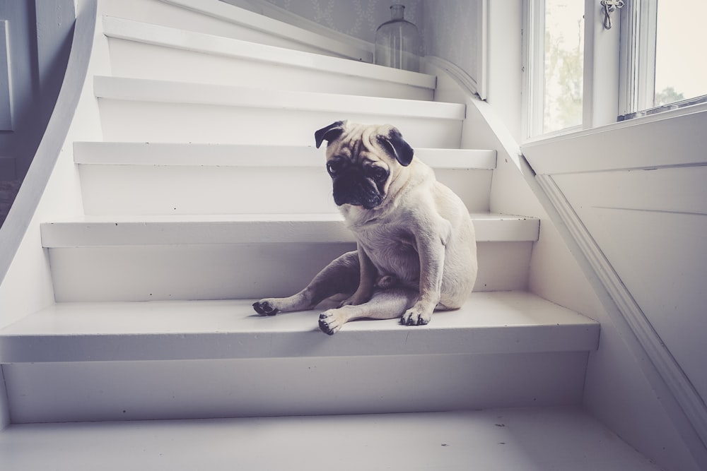 adult fawn pug sitting on staircase