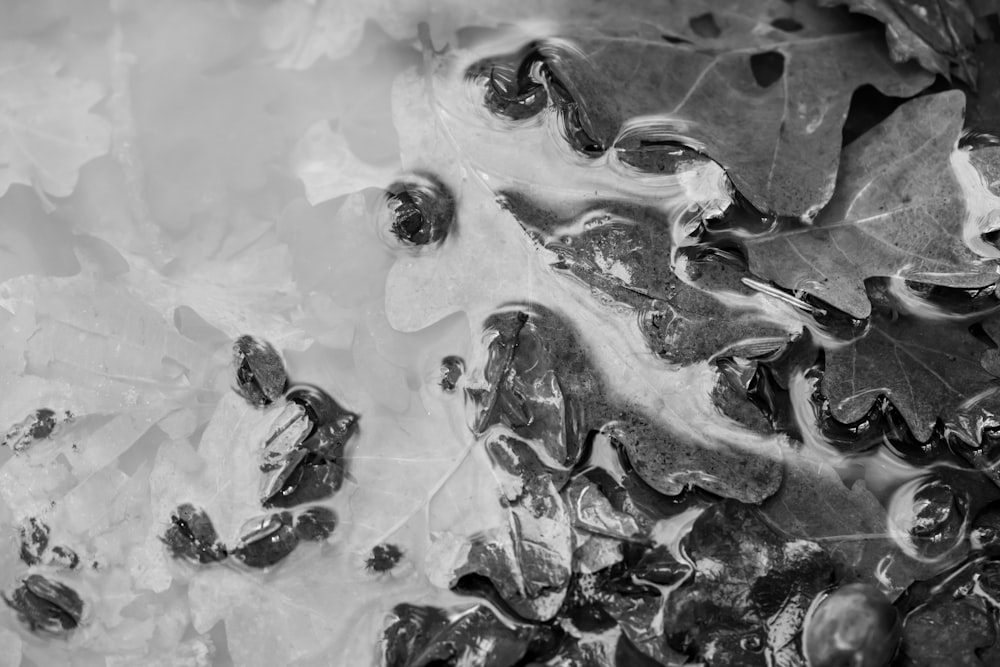 black and gray-colored leaf under water