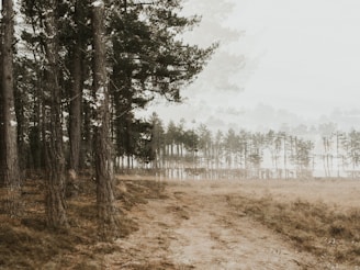 A serene image of a mystical forest representing spiritual connection.