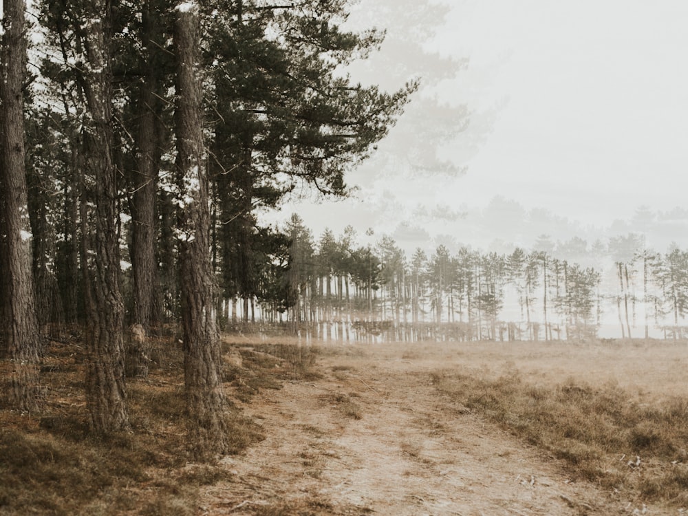 woods covered in fogo