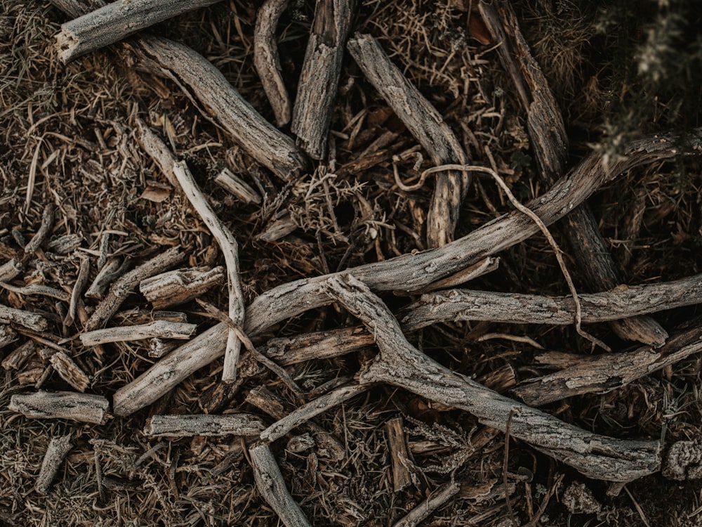 wood logs on ground