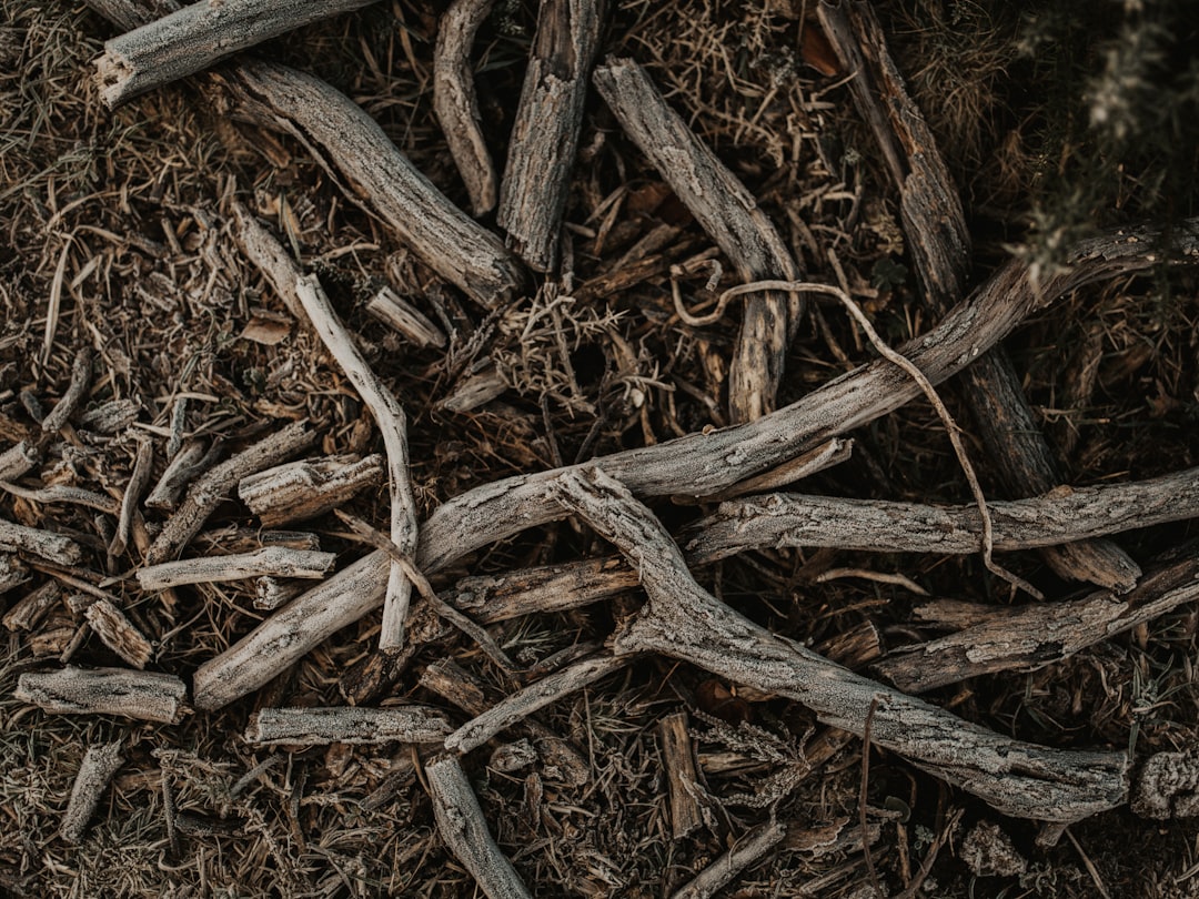 wood logs on ground