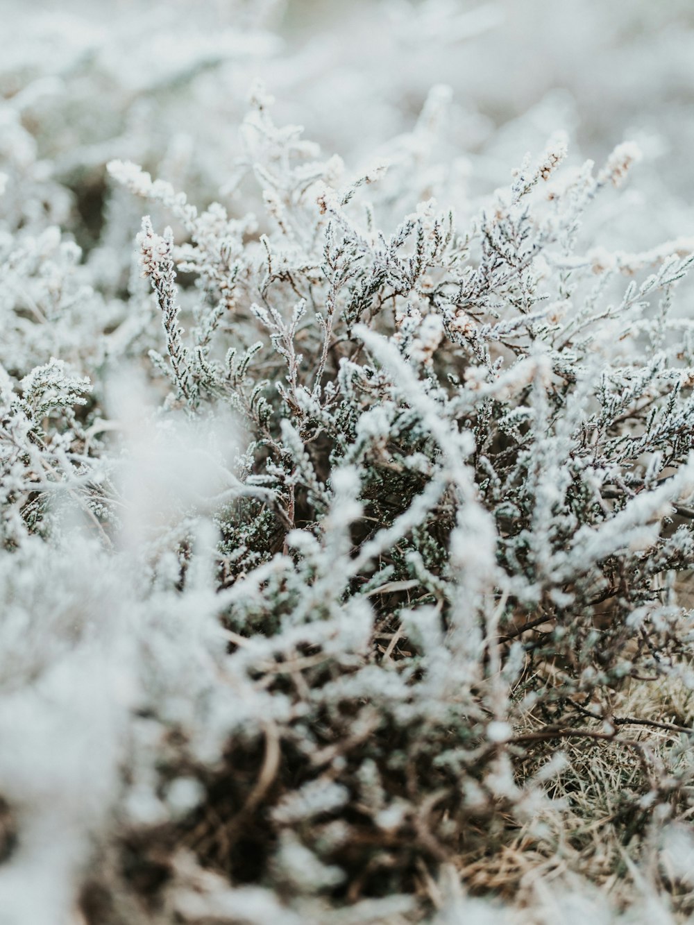 closeup photography of plants