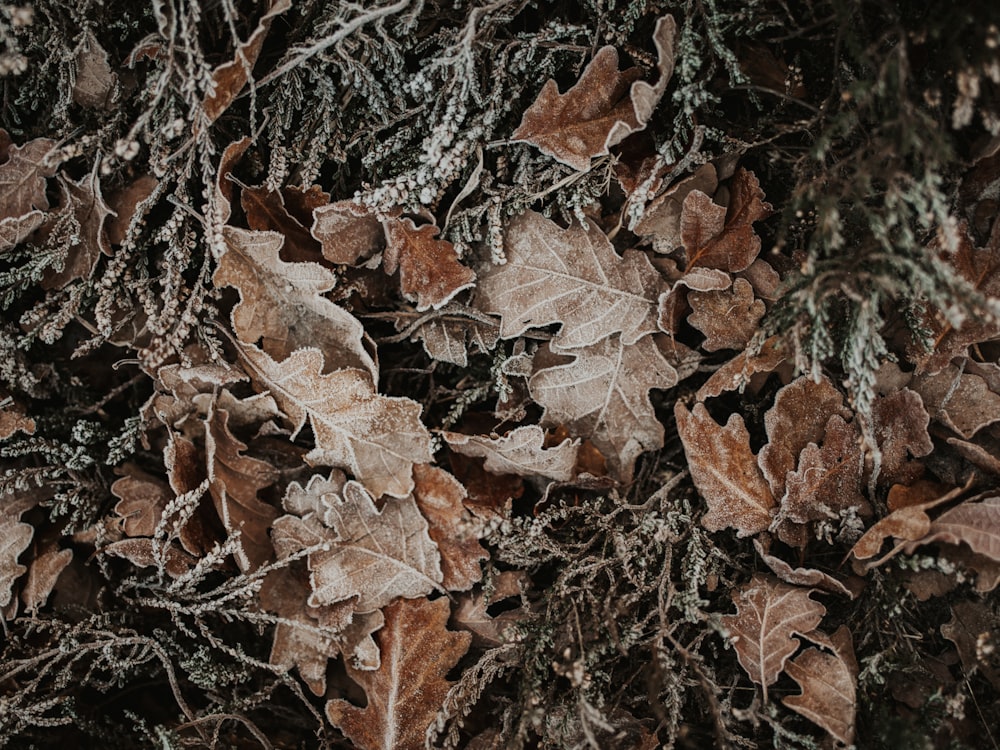 brown leaves in close-up photography