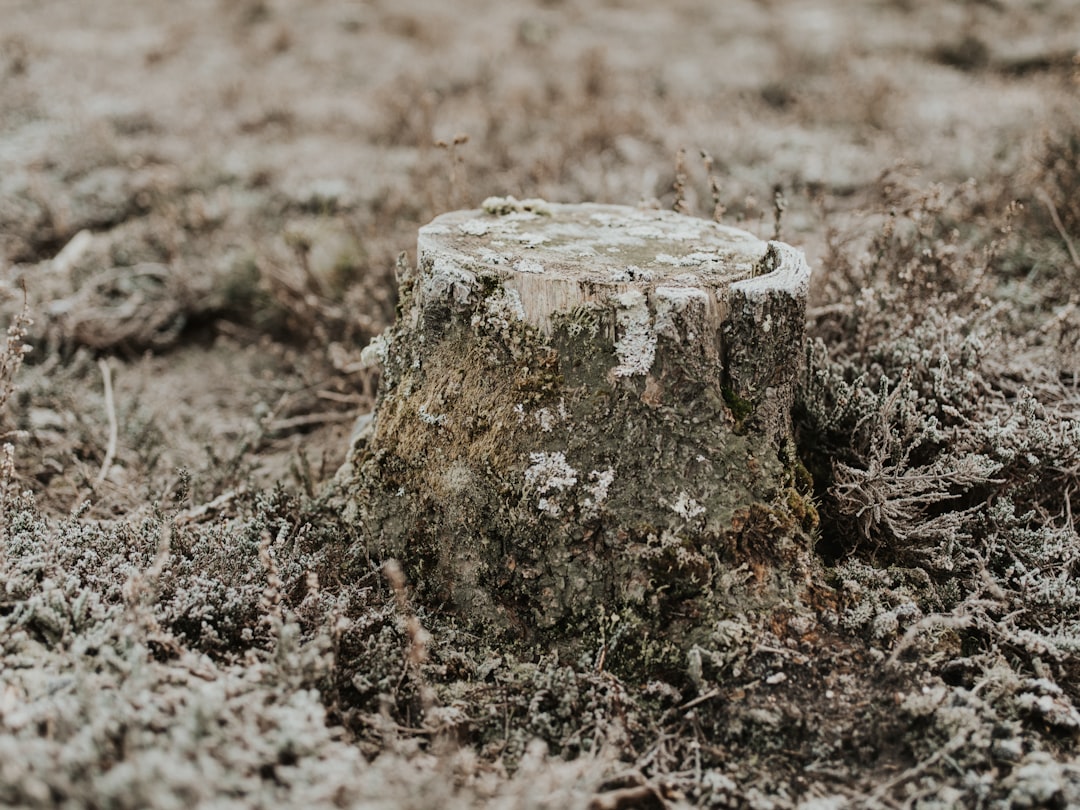 brown tree trunk