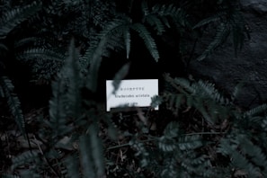 Dark green ferns surround a small white sign displaying botanical information about the plant species Arachniodes aristata in both English and Japanese.