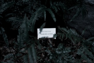 Dark green ferns surround a small white sign displaying botanical information about the plant species Arachniodes aristata in both English and Japanese.