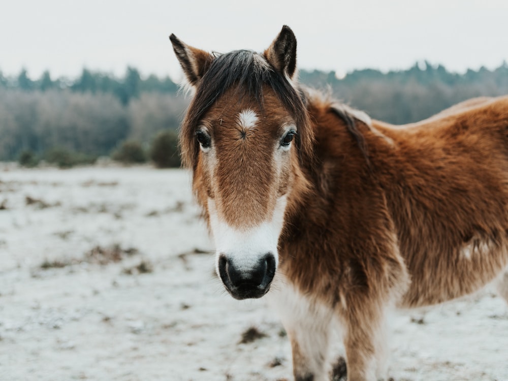 brown and white fur horse standing on brown soil