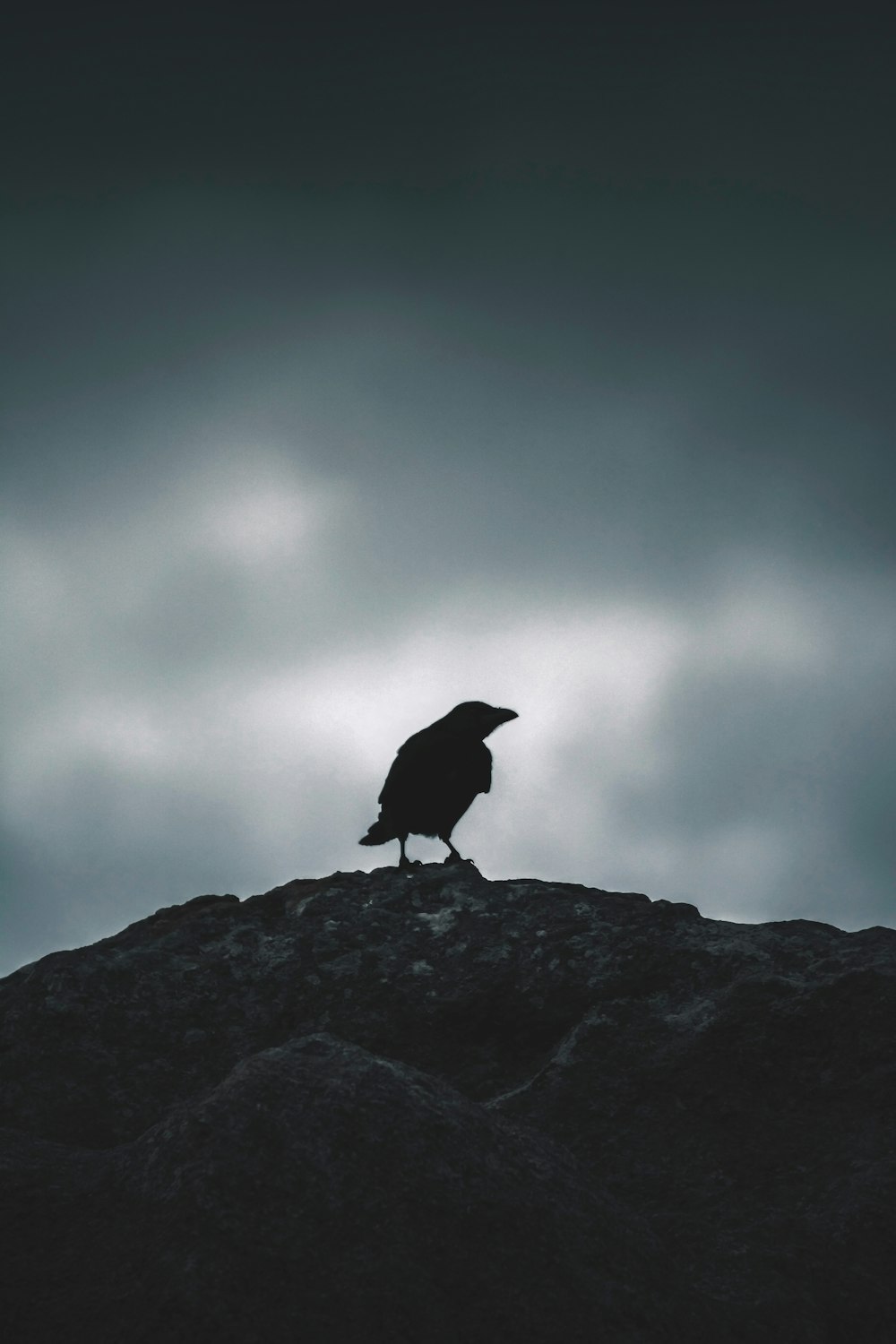 bird perching on ground