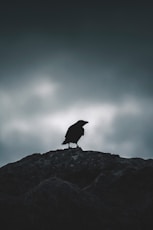 bird perching on ground