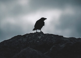 bird perching on ground