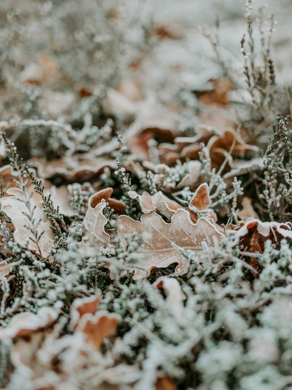 close-up photography of withered leaves on green grass