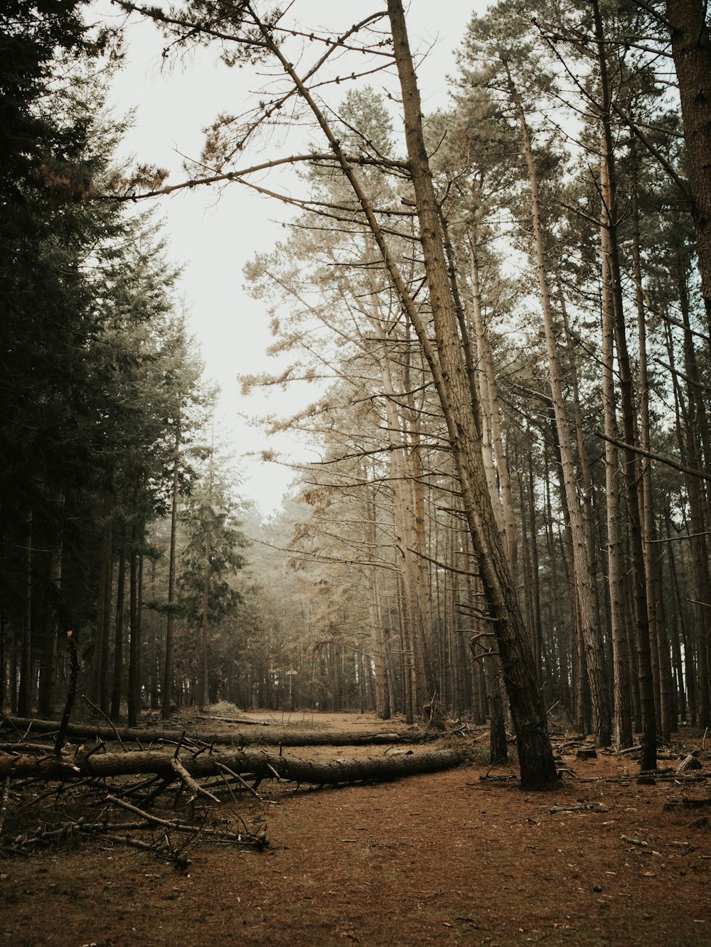 green trees in forest during daytime