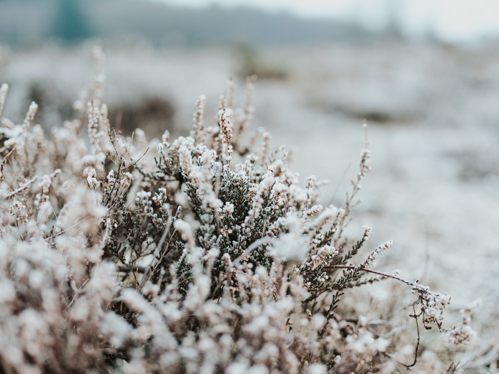 white-petaled flowers