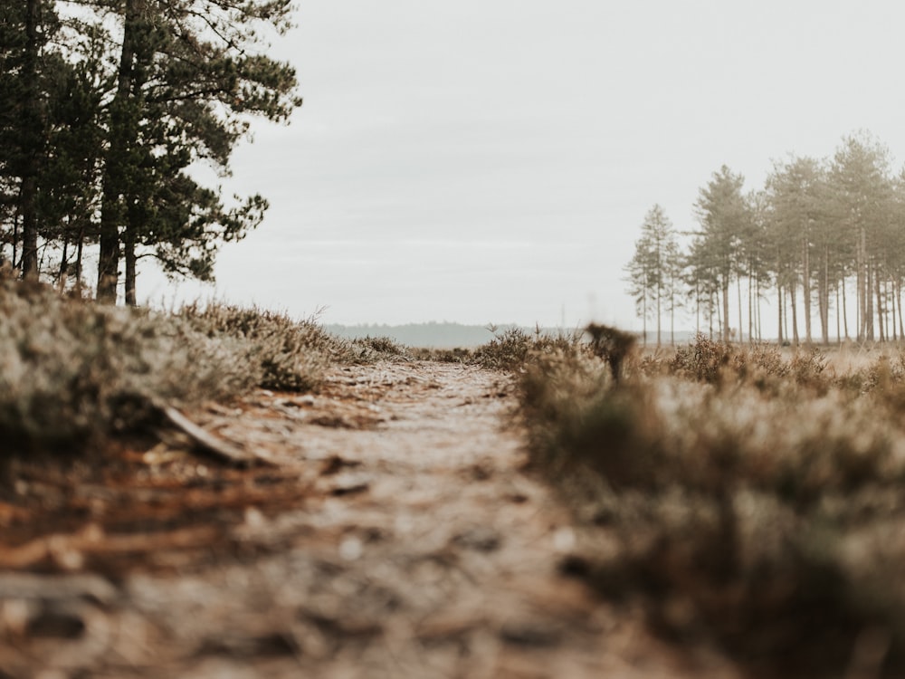 brown grass in path