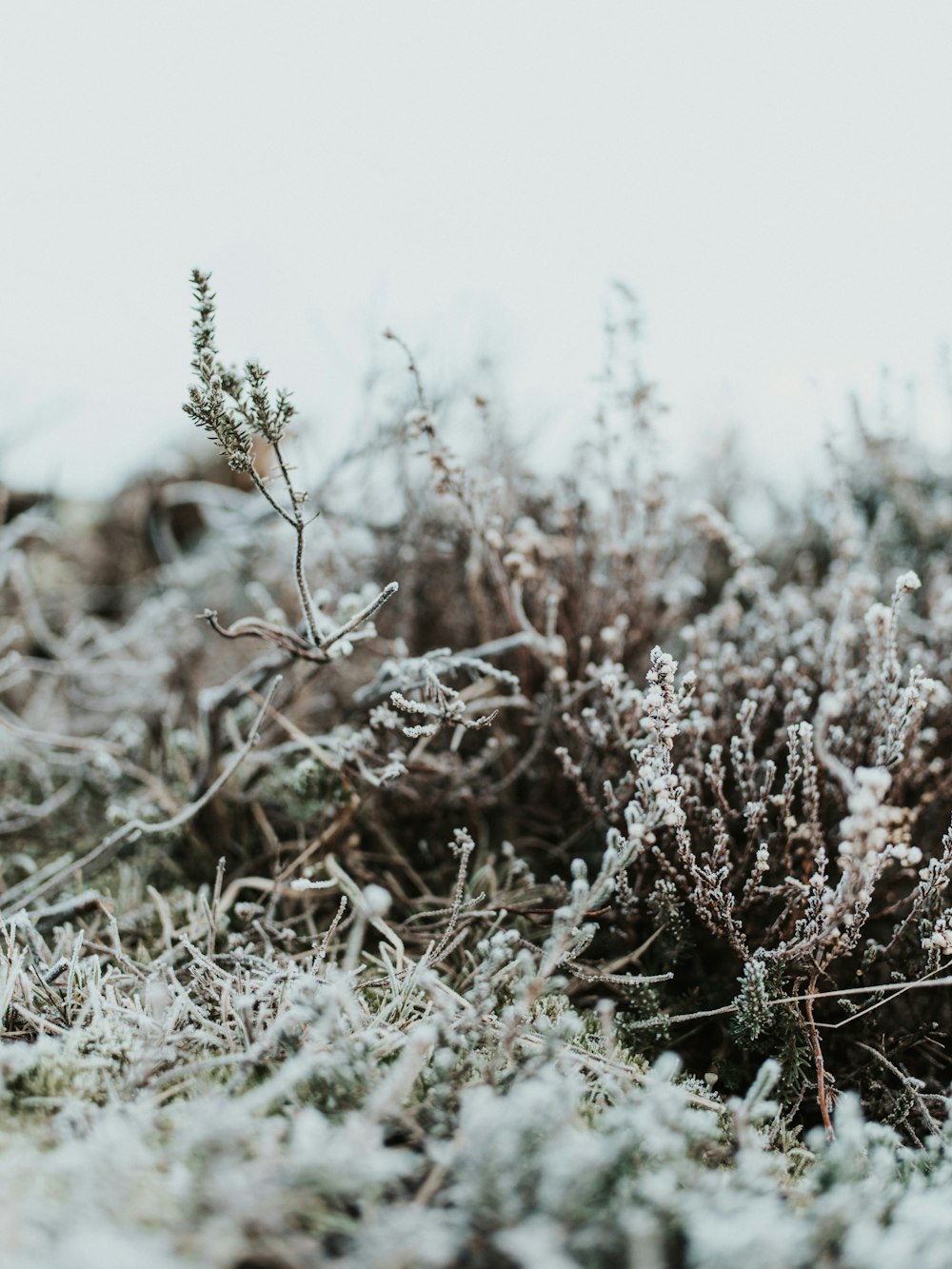 bushes with snows