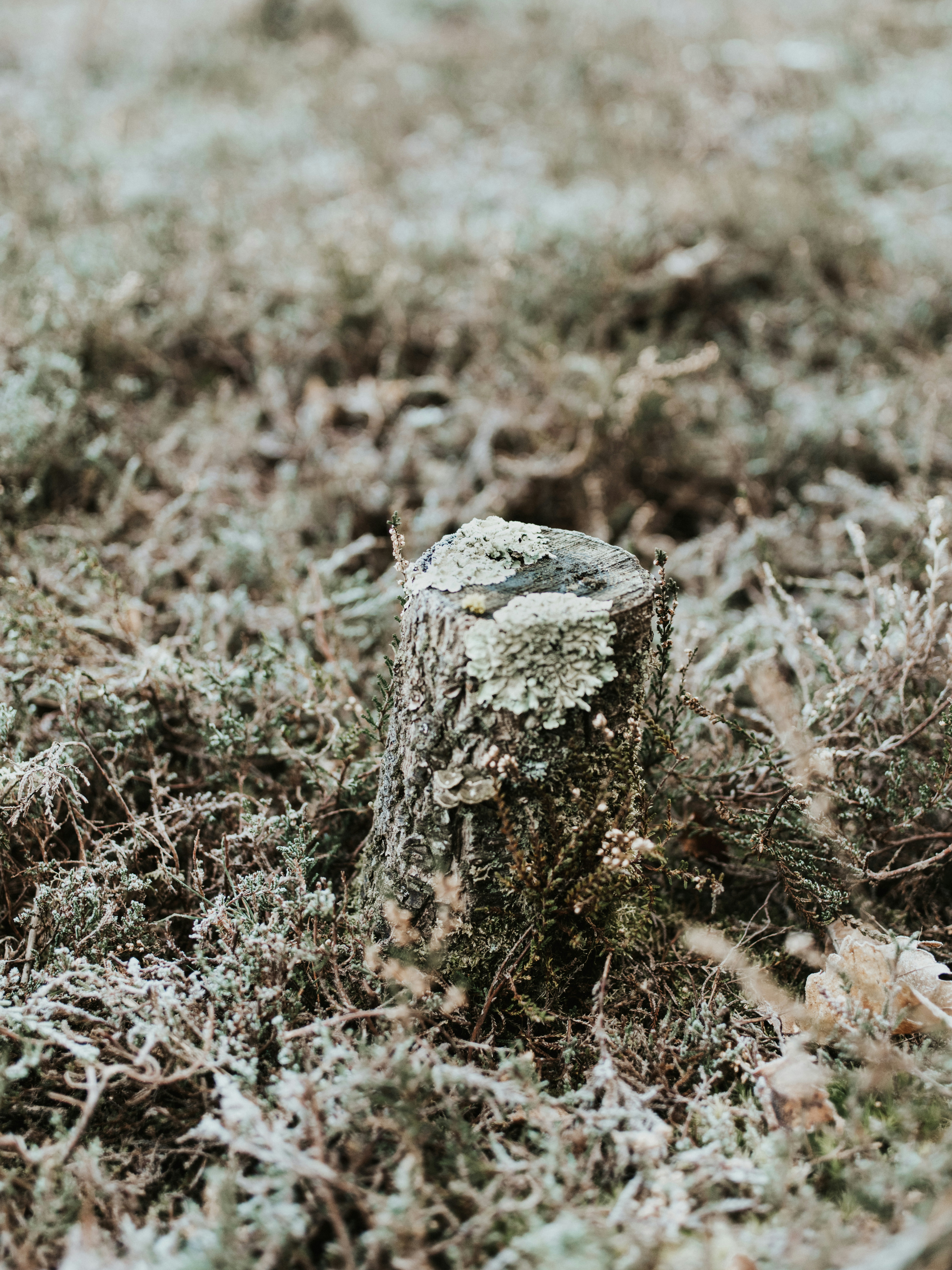 Photo by anniespratt