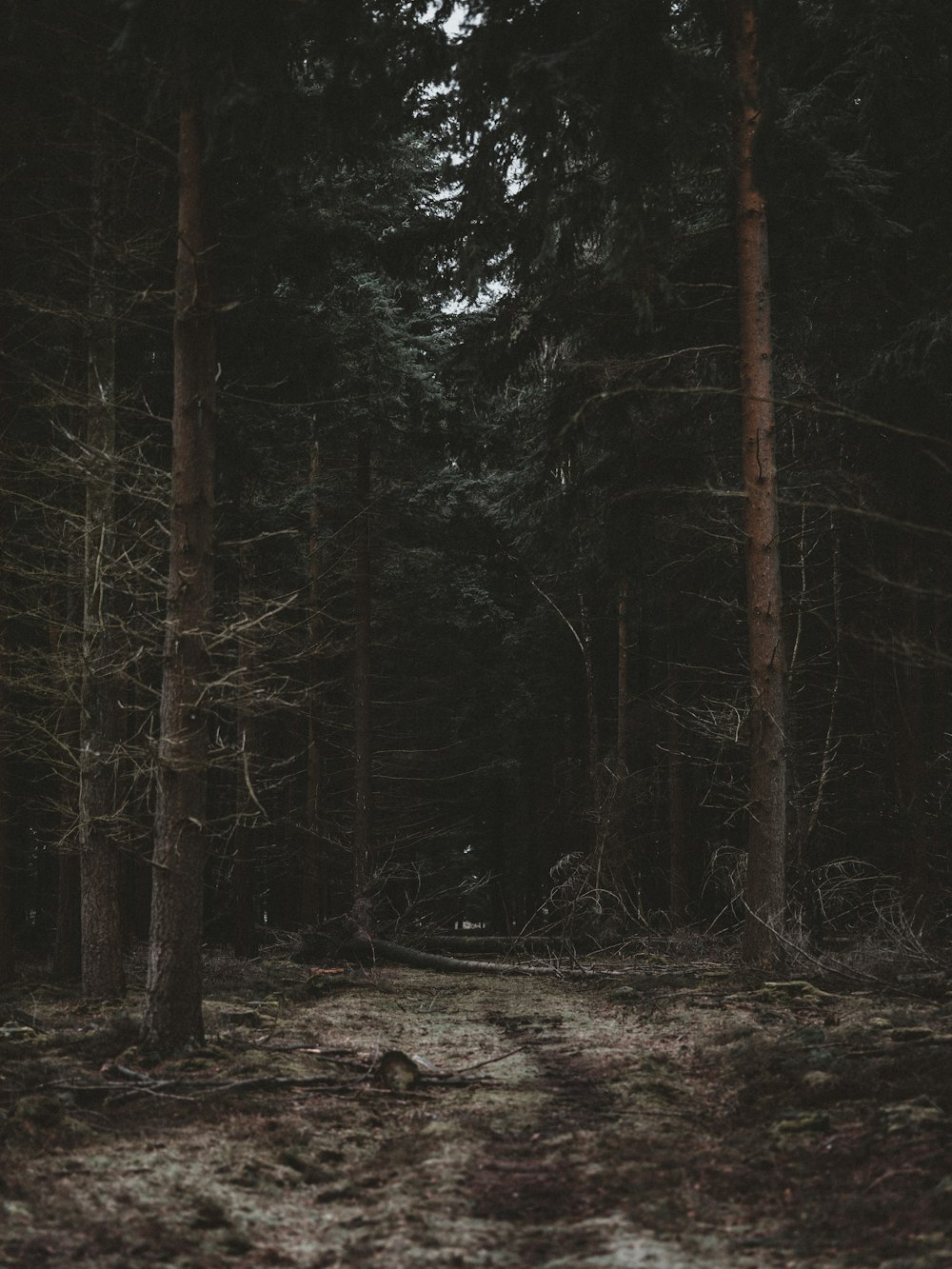 empty roads surrounded with trees