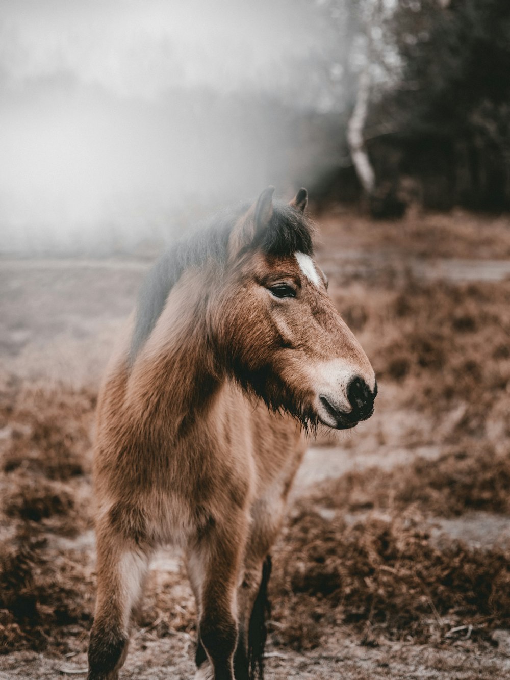 brown pony at daytime