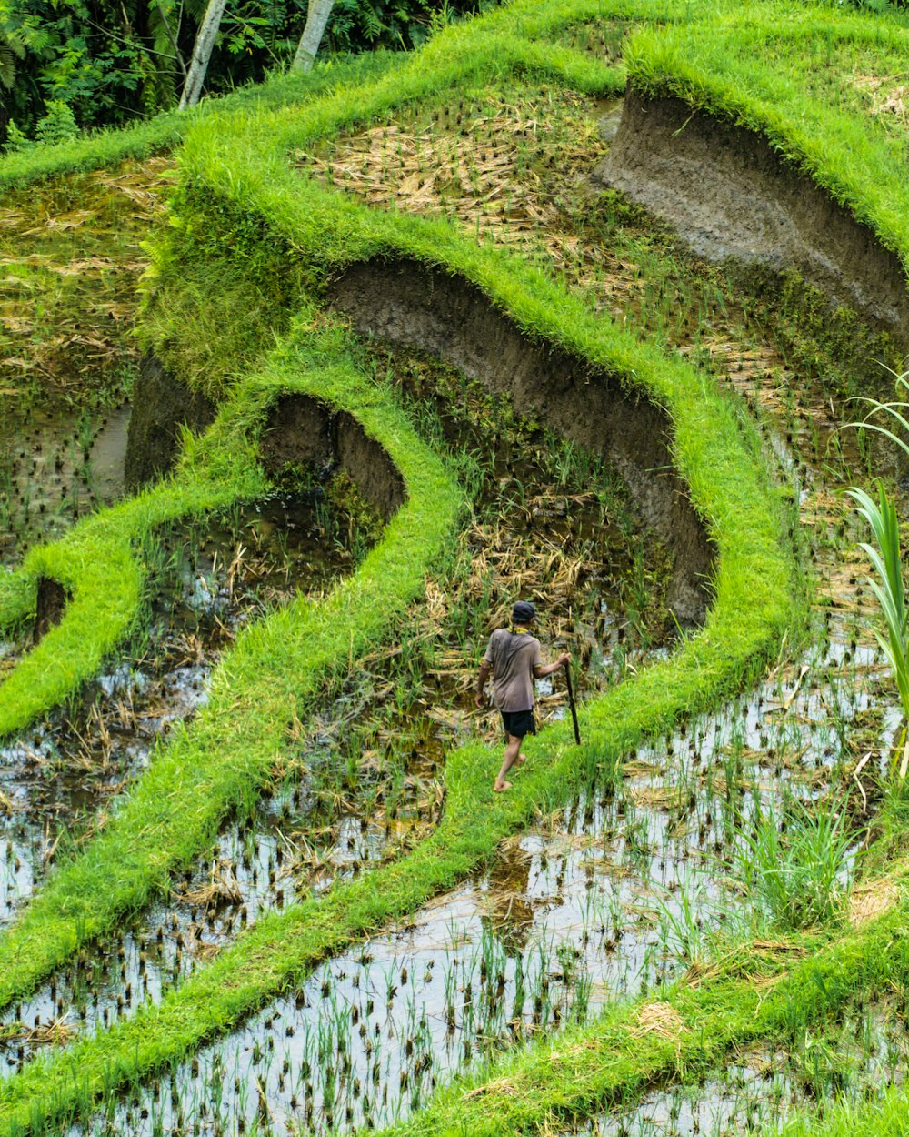 Hombre caminando en el campo de arroz verde
