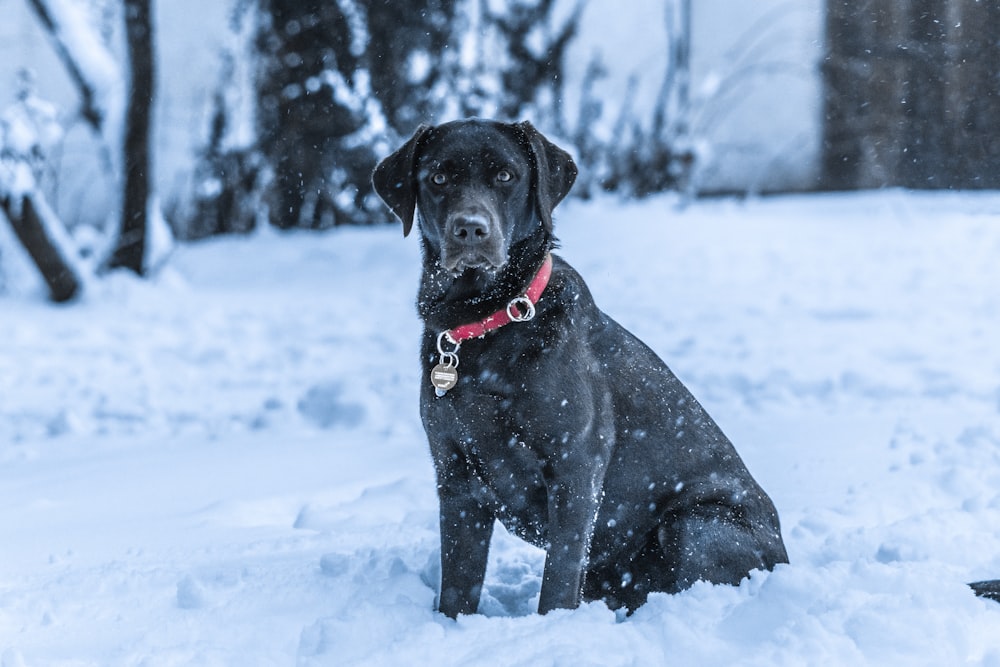 adult black Labrador retriever