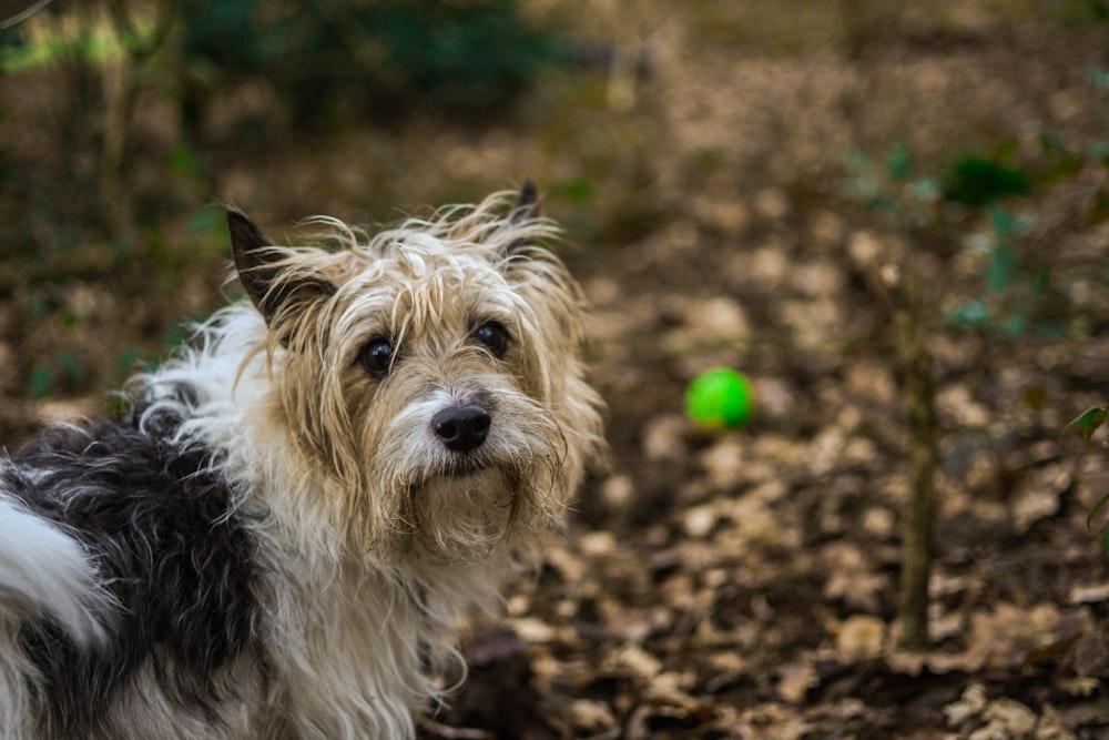 long-coated white and black dog standing near green leaf plants in selective focus photography