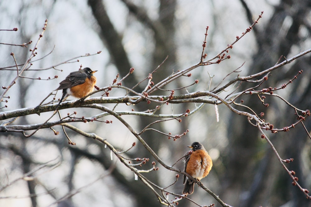 two birds perching on brancg