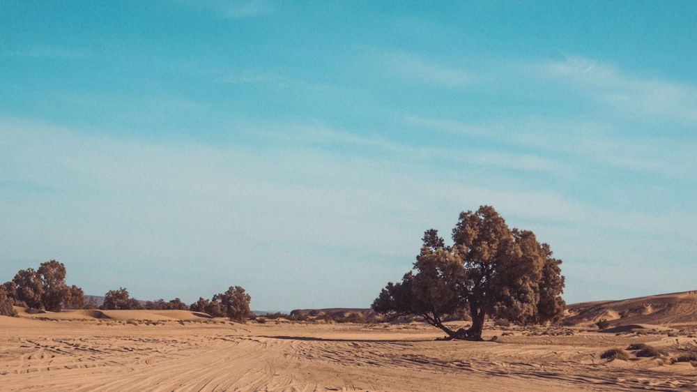 green tree in desert