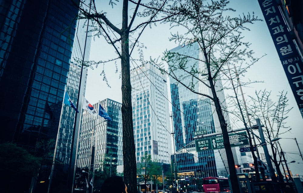 view of trees at the city at Seoul Korea