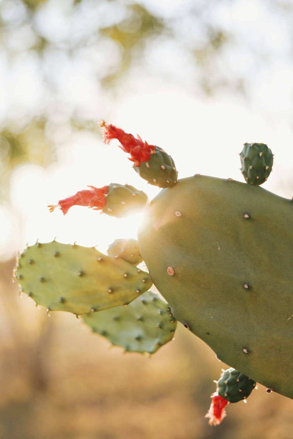 green cactus in close-up photography