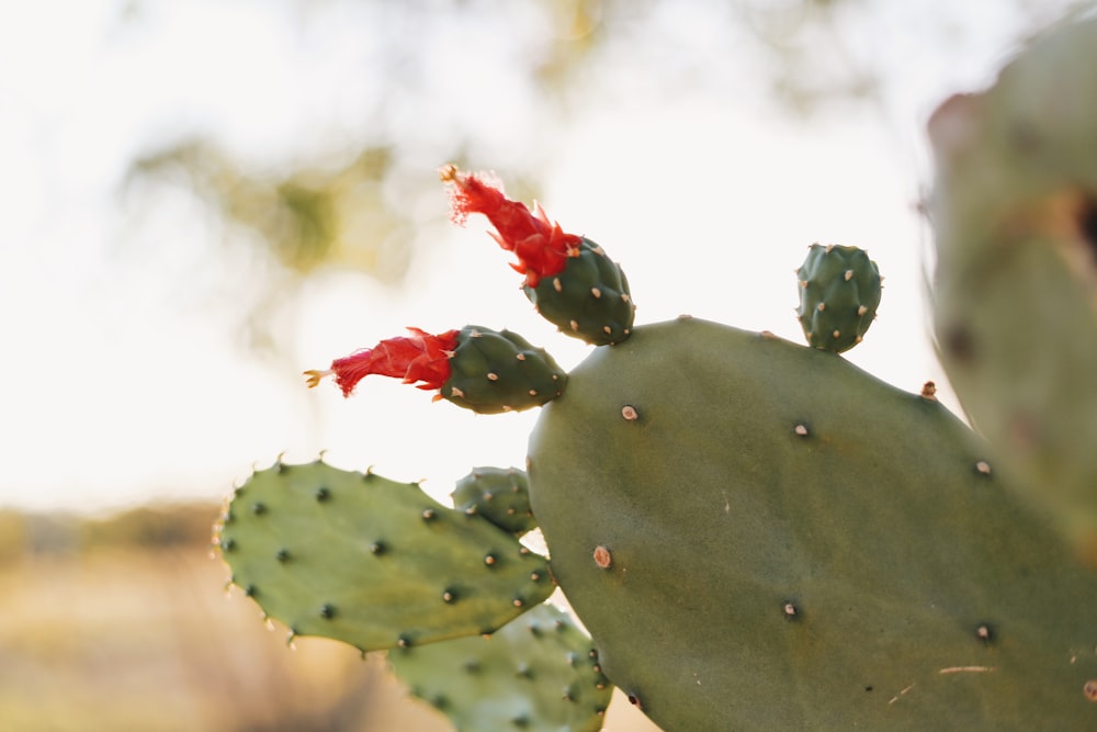 green cactus