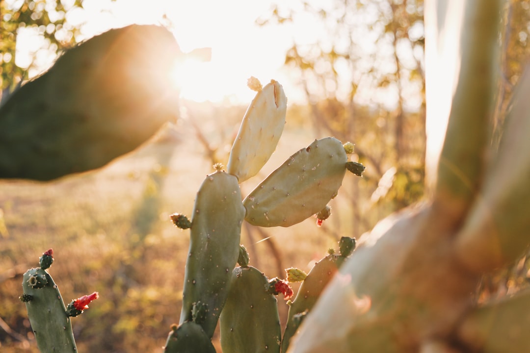 selective focus photography of green cactus plant