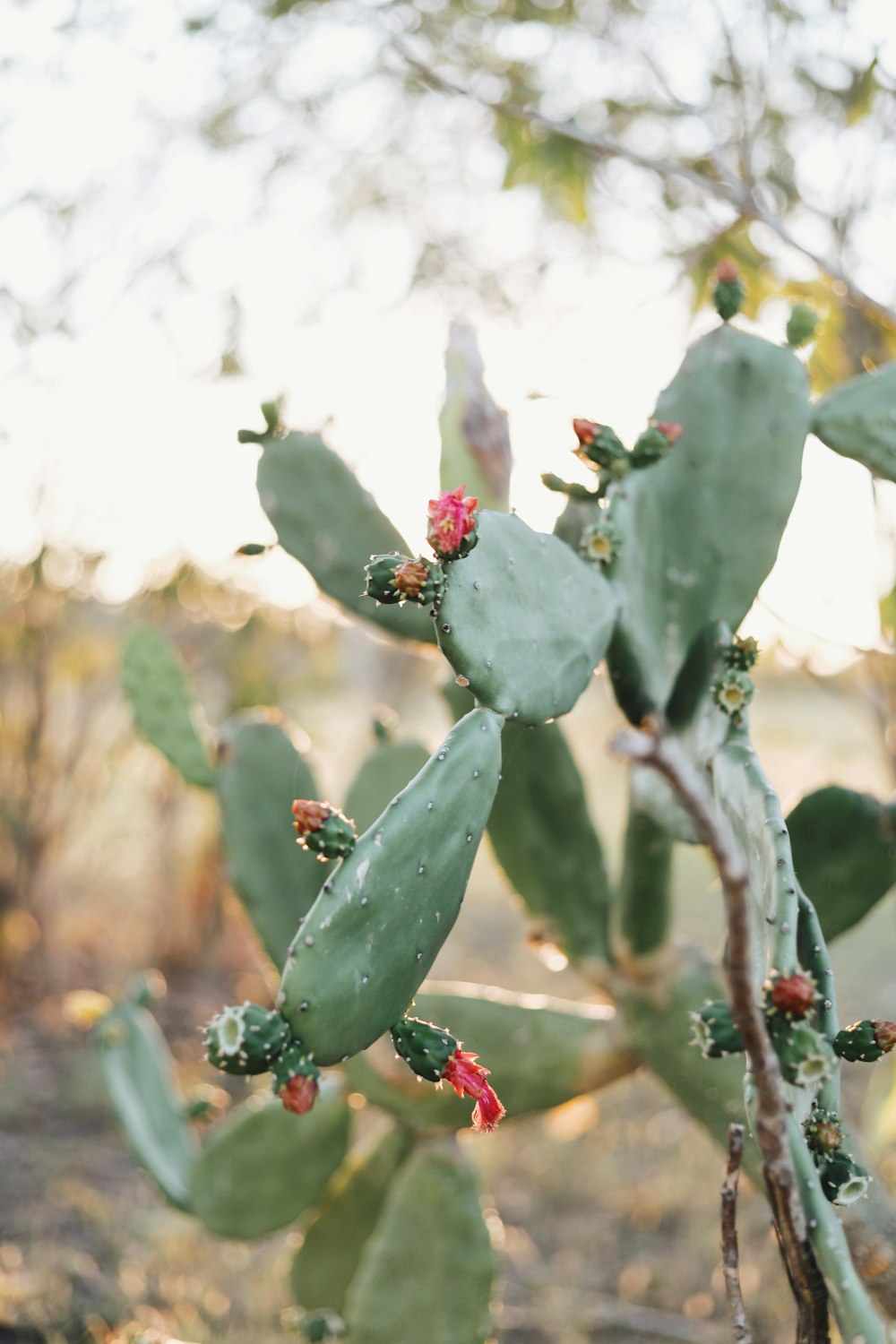 green cactus