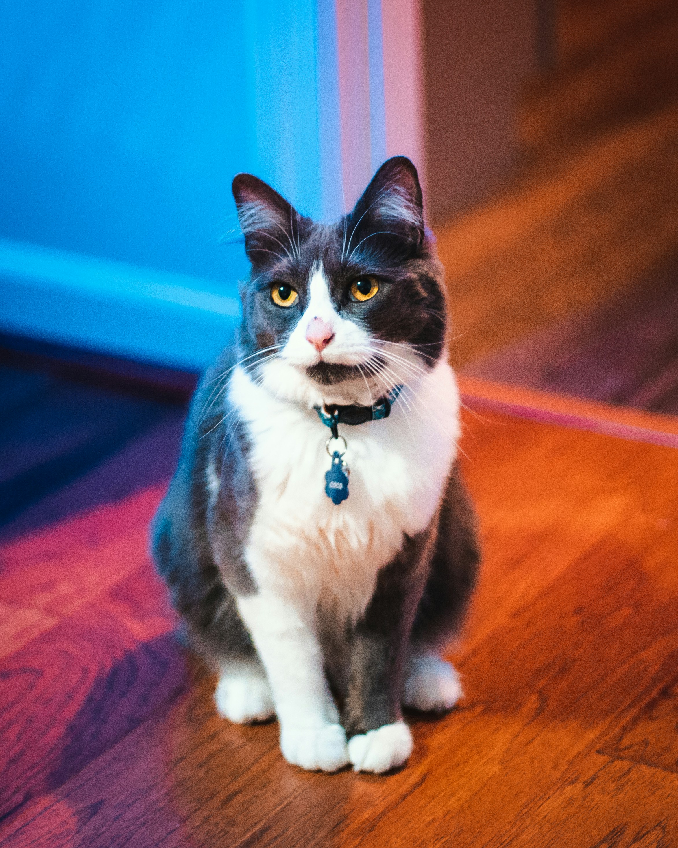 photo-1550244445-c9e762f2b5ca?ixlib=rb-1.2.1&ixid=eyJhcHBfaWQiOjEyMDd9&auto=format&fit=crop&w=1001&q=80