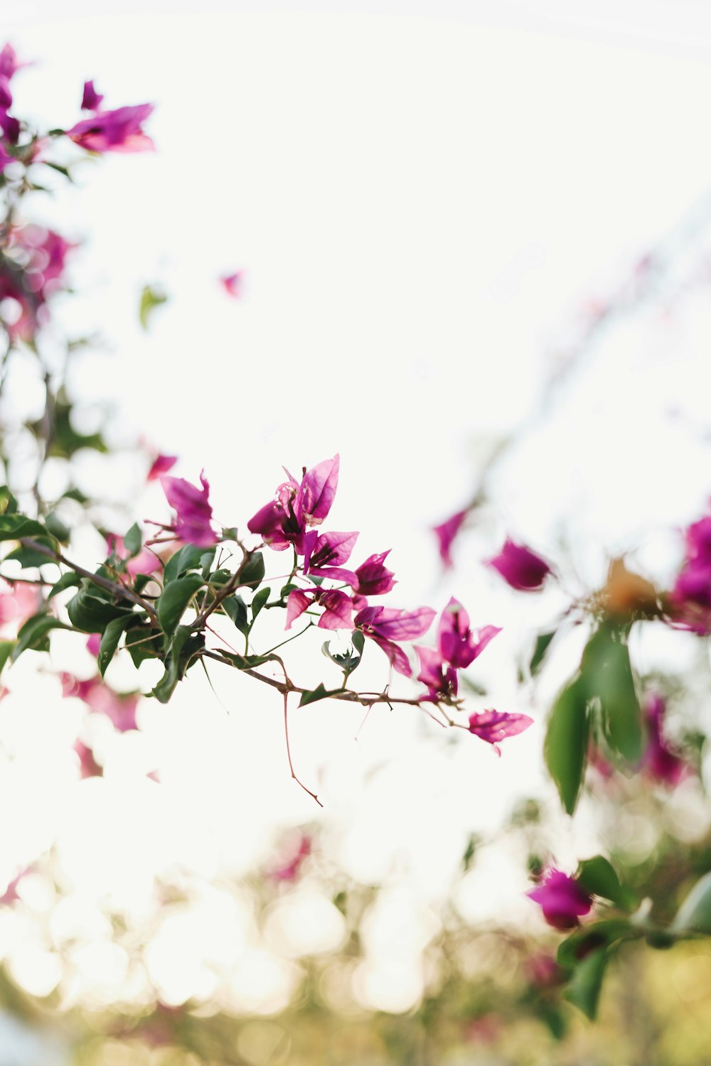 pink bougainvillea flower