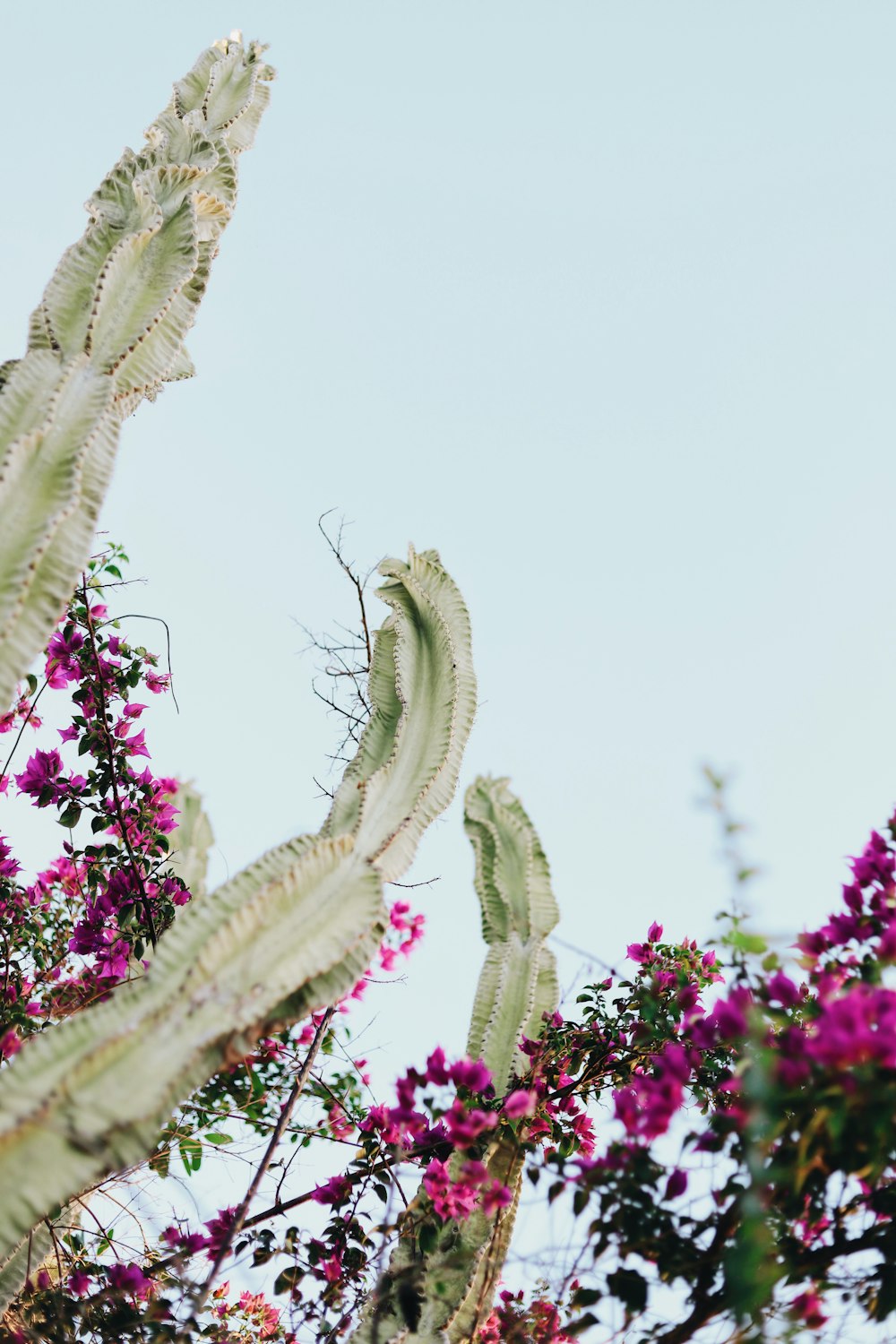 a cactus plant with purple flowers in the foreground