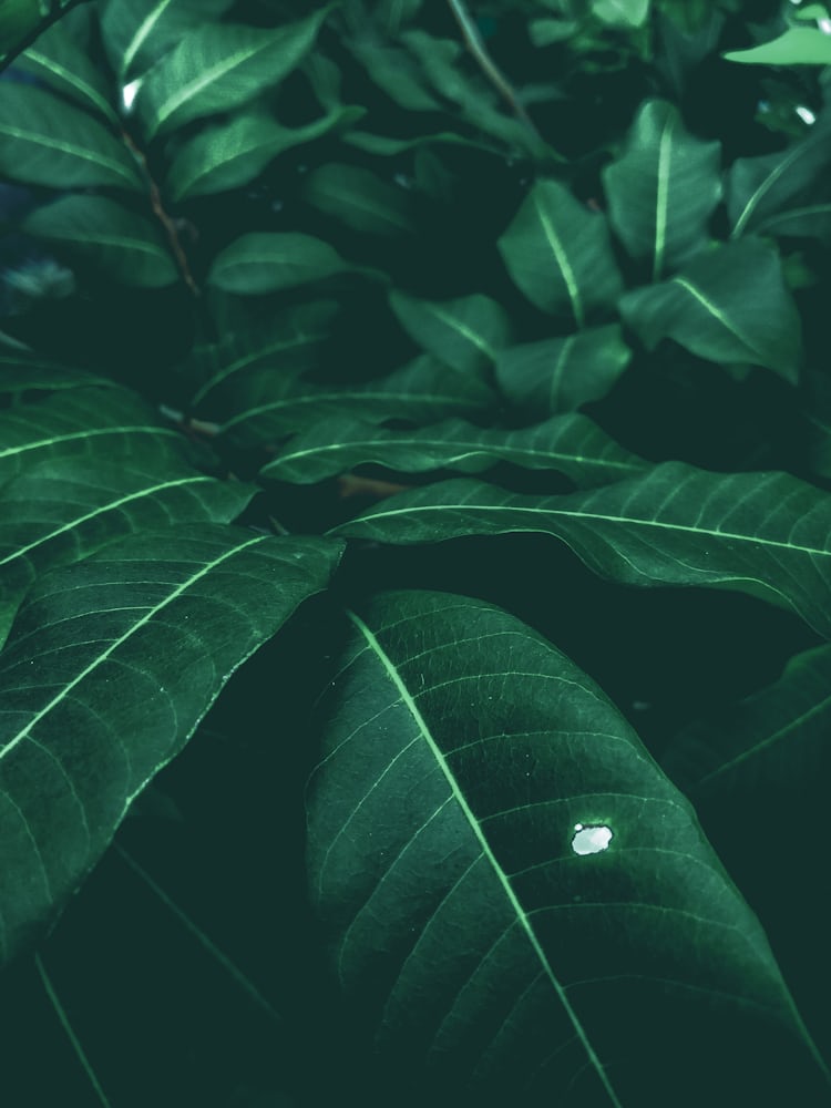 green leaf photo – Free Pottery Image on Unsplash