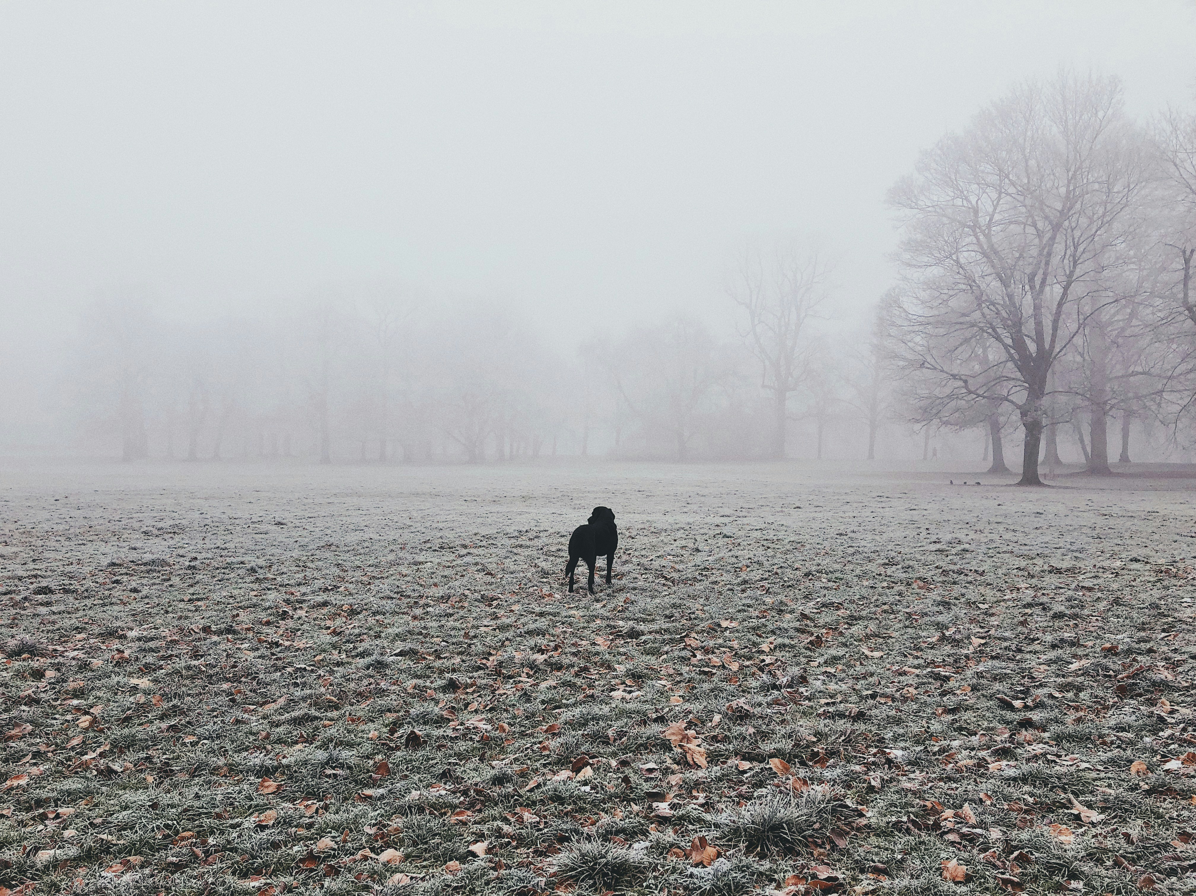 white and gray-colored sky