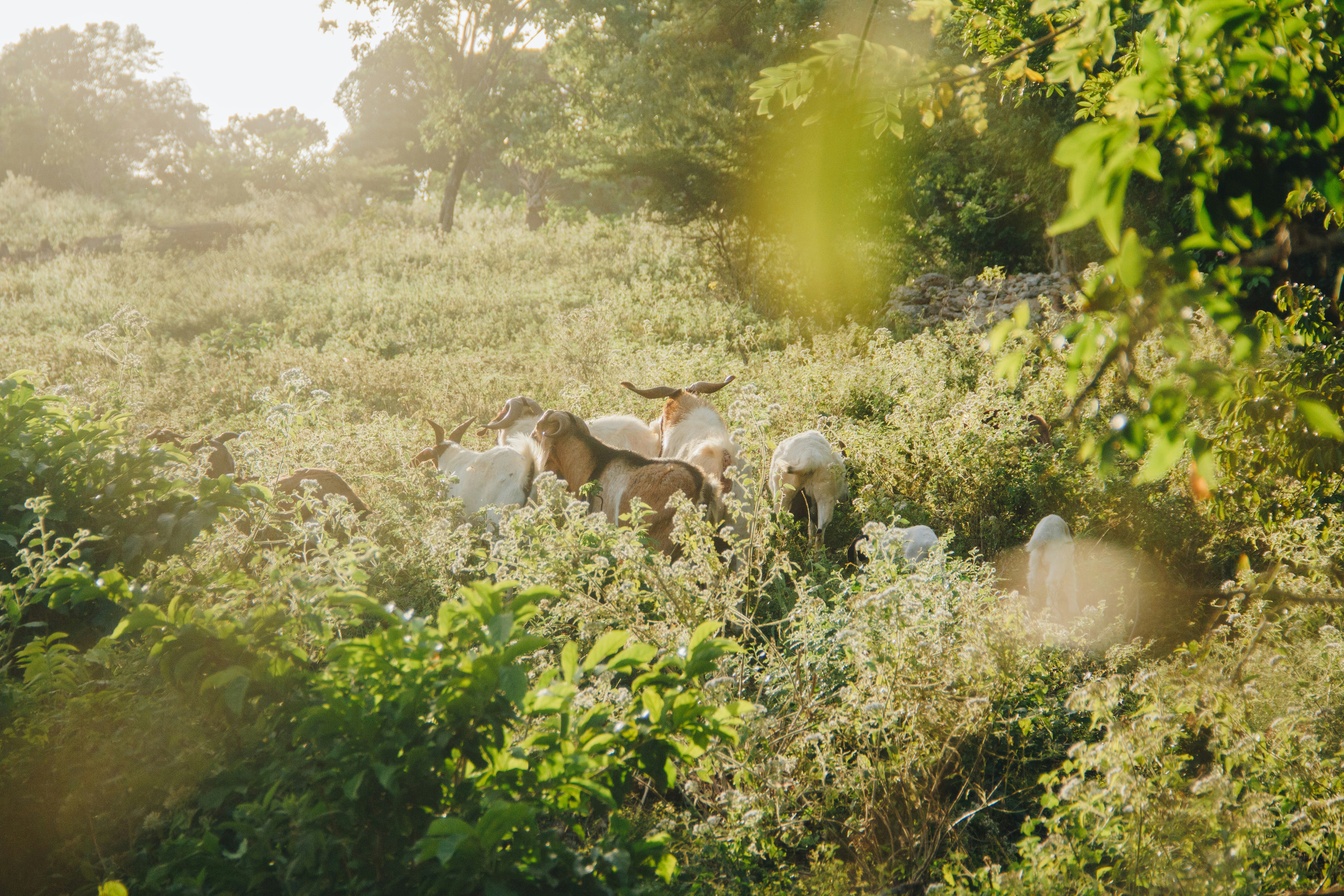 herd of goats at green grass