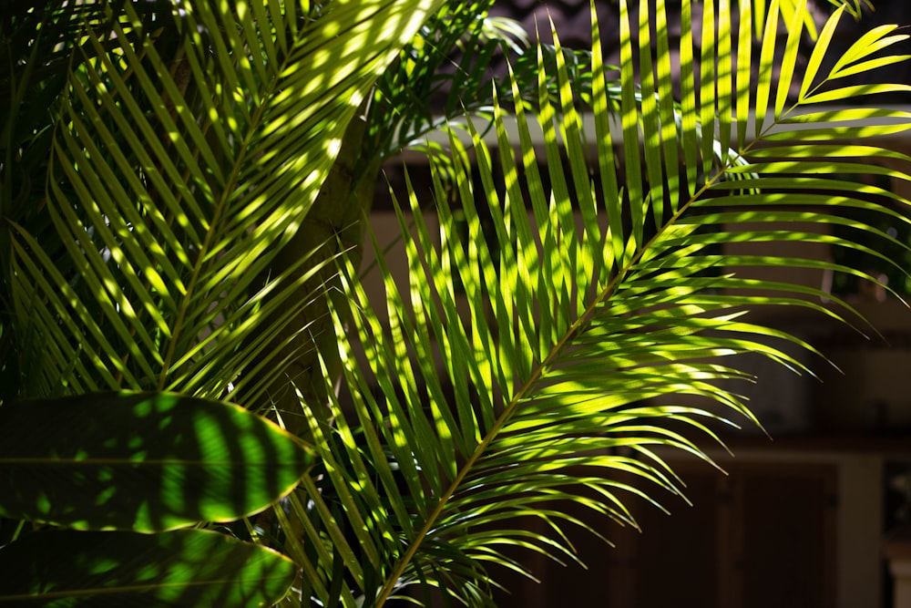 green palm tree