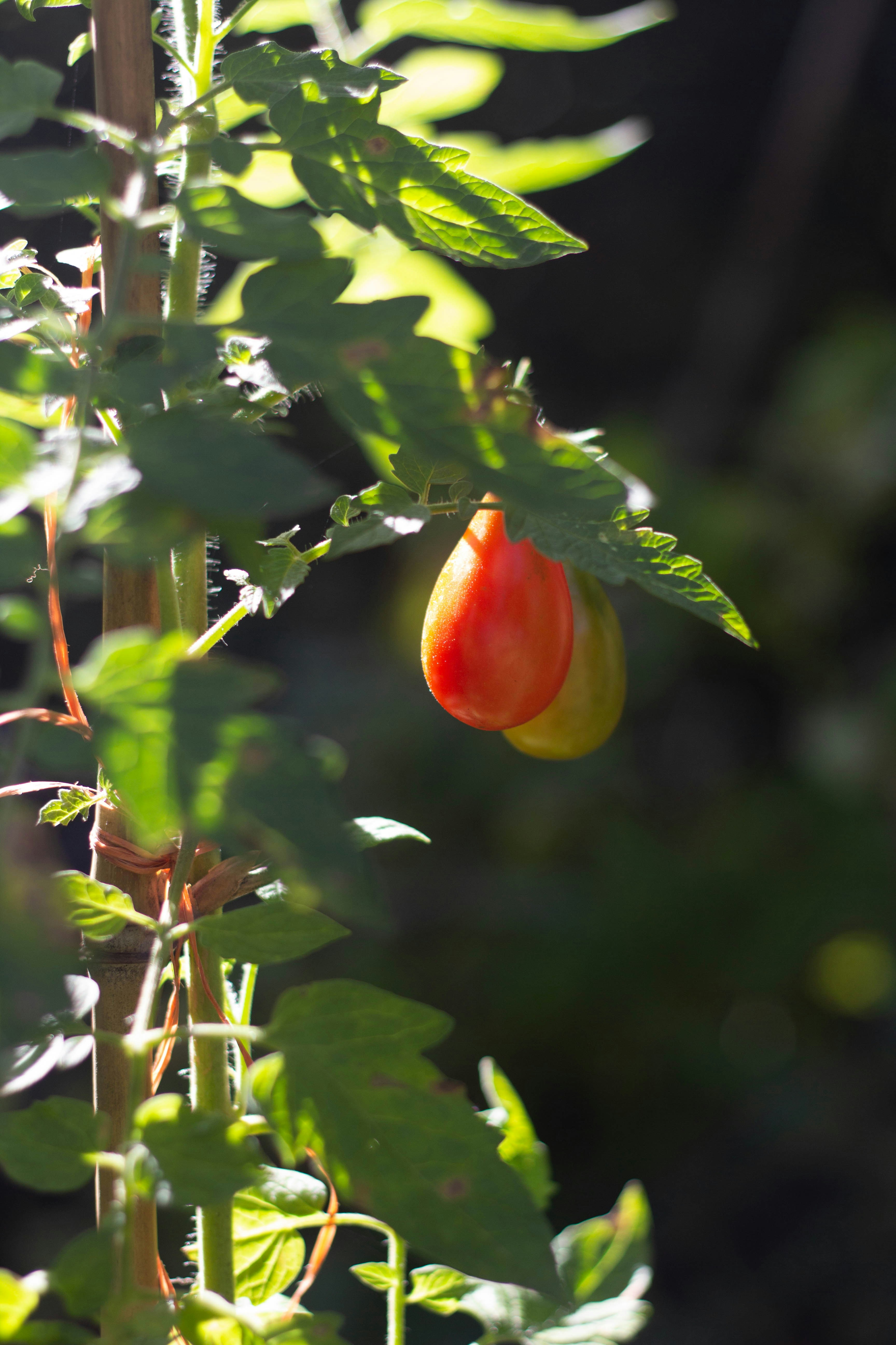 tomato vine plant with fruit