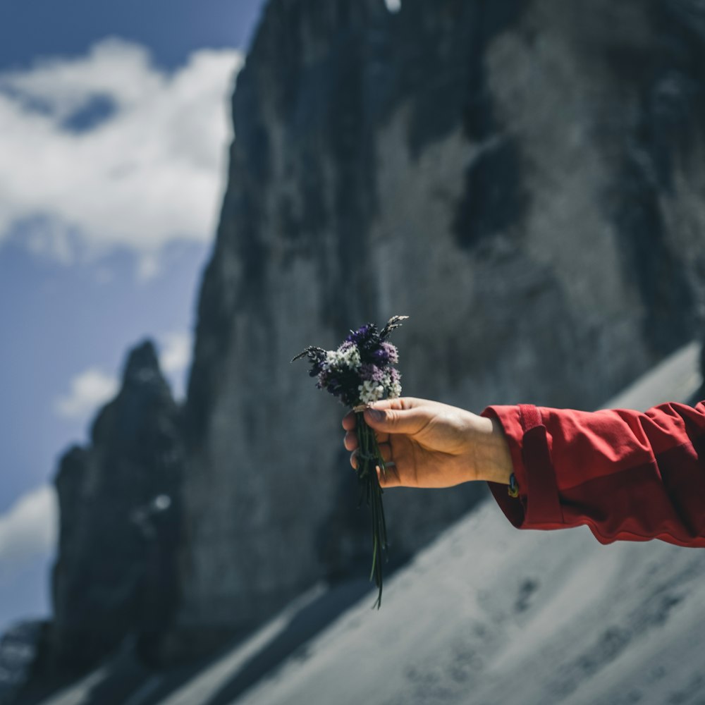 person holding purple petaled flower