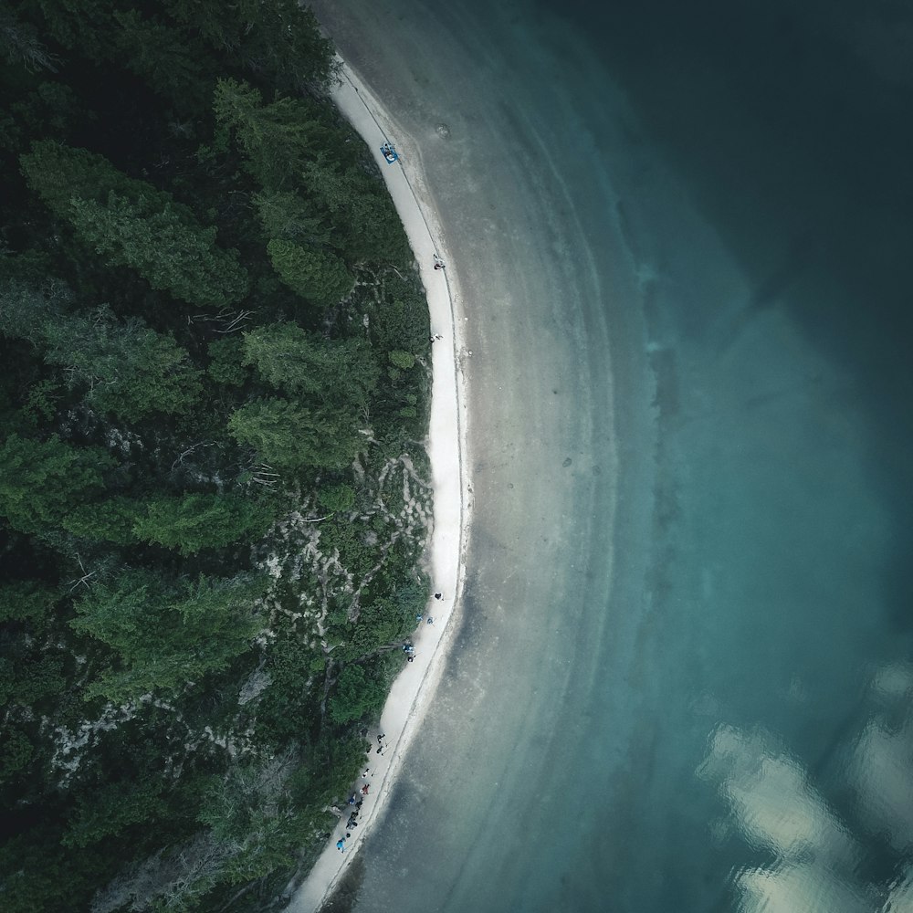 昼間の海上樹木の航空写真