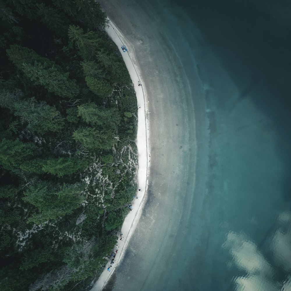 aerial photography of trees near sea during daytime