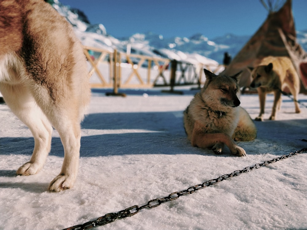 chiens sur le champ de neige avec des chaînes