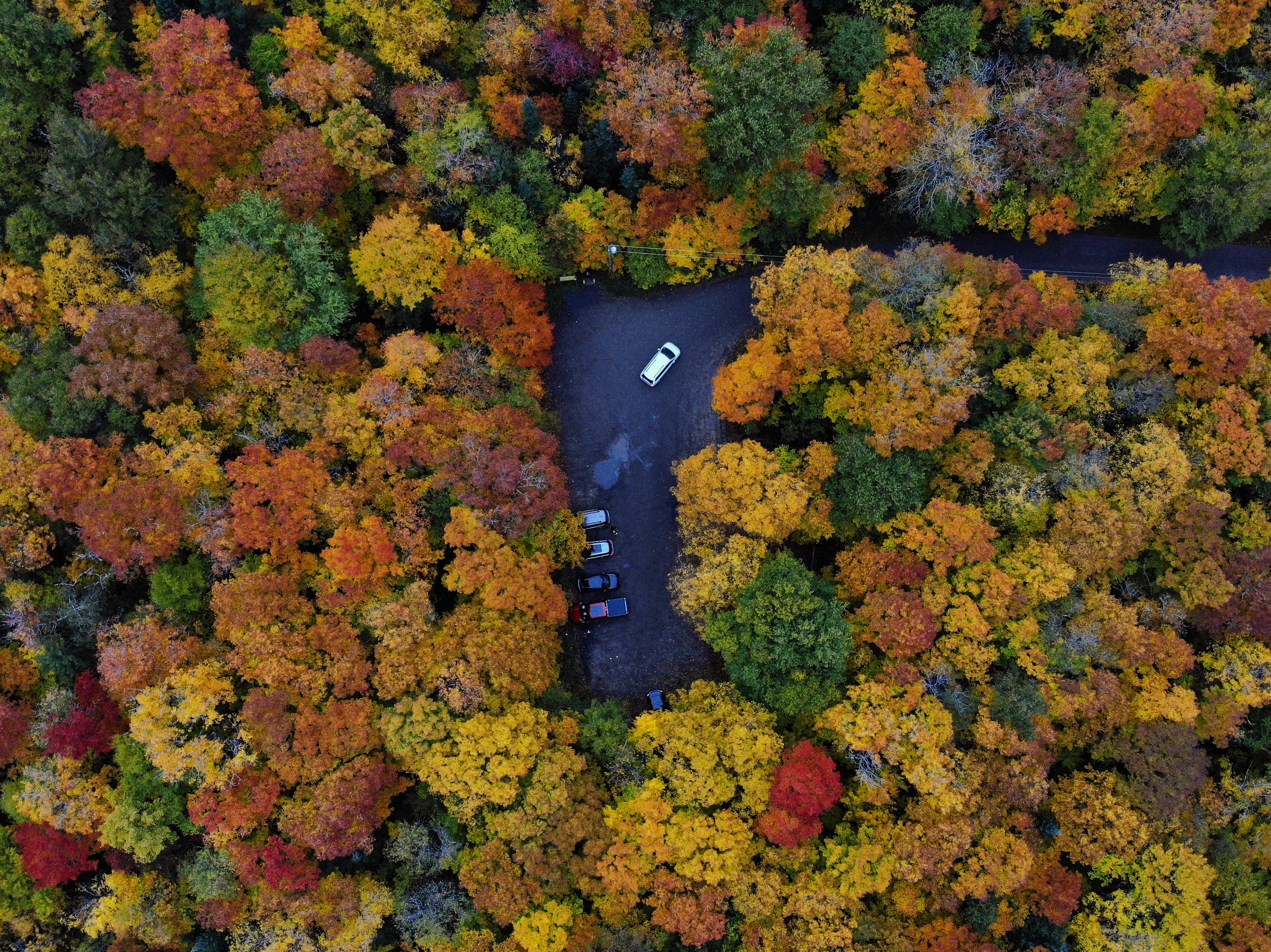 white car leaving the car park surrounded by trees