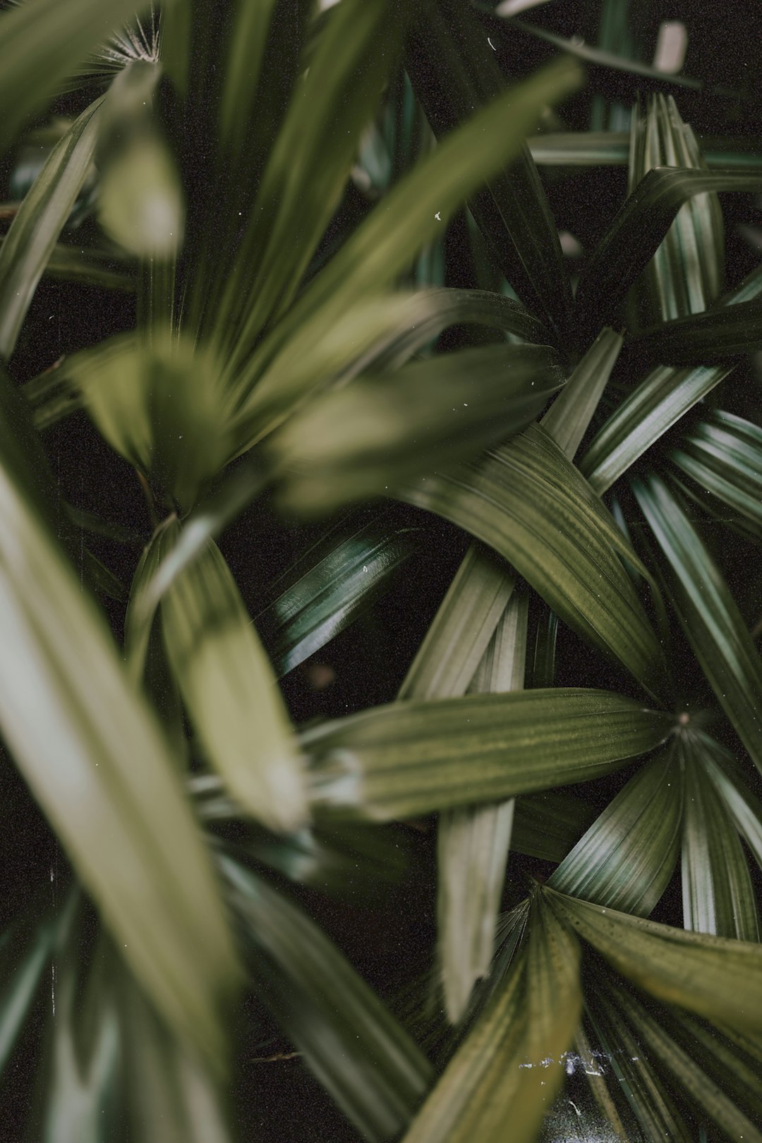 green linear leaves